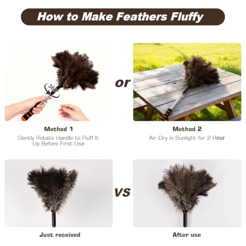 Extendable Ostrich Feather Duster 26-55 Inch, Natural Cleaning Duster with Sponge Grip and Stainless Steel Extension Pole Reusable for High Ceilings, Fans, Blinds, Furniture, Interior & Roof Dusting. - size: 21-55 Inch