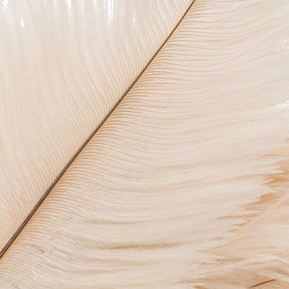Redecker Ostrich Feather Duster with Varnished Wooden Handle, 19-2/3-Inches, White - color: Varnished Wooden Handle, White, 19-2/3-inches