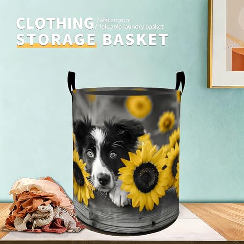 Sunflower Border Collie Laundry Basket Hamper for Boys Girls Kids Adults, Foldable Waterproof Oxford Clothes Storage Bin, Dog Organizer for Bedroom Bathroom Room Decor 19.7"x15.7" - style: Border Collie