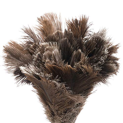 Redecker Ostrich Feather Duster with Varnished Wooden Handle, Small, 13-3/4-Inches - color: Varnished Wooden Handle, Black Feathers, Small, 13-3/4-inches